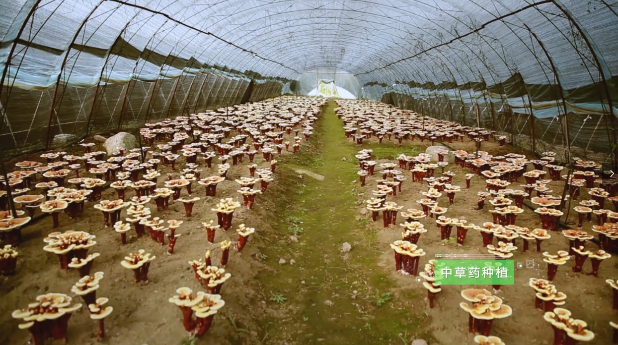 捕鱼游戏在线玩